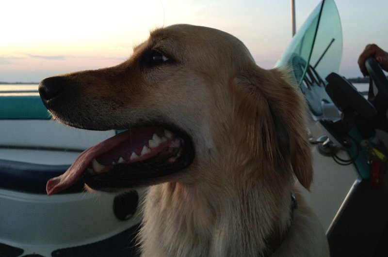 Pies siedzący w łodzi