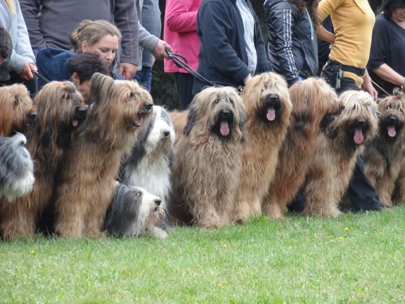 Zjazd hodowców psów rasy Briard
