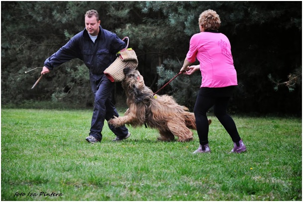 Zjazd hodowców psów rasy Briard