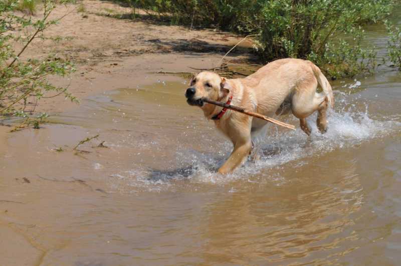 Zabawa z psem w wodzie
